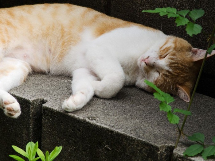 ひんやりしたブロックの上の木陰は、避暑に最適（小林写函撮影）

