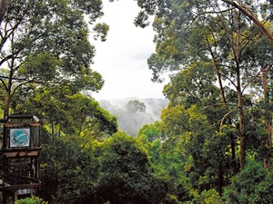 豊かな森の足元、意外に頼りなかった　土壌学者・藤井一至とインドネシア土めぐり