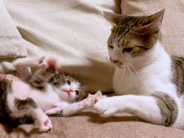 子猫のまるくんを見守るユキちゃん（画像提供：wuki wukiさん）