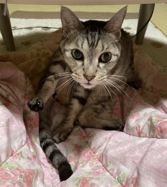 飼い主さんに触れる時は、爪をしまってソフトタッチ