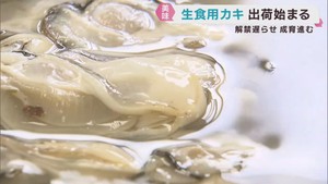 冬の味覚カキの出荷が解禁　１カ月遅れで身入り良く　宮城・石巻市