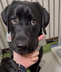 “アゴ乗せ”するノワールちゃん（画像提供：黒ラブNoir（ノワール）さん）