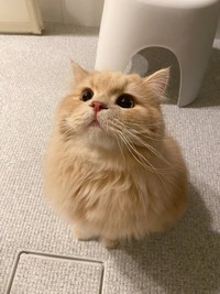 まんまるの瞳で飼い主さんを見つめるつきみくん／つきみねこさん（@____tukimineko）提供