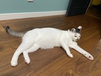 寝そべってくつろぐ百ちゃん（画像提供：*ig*さん）