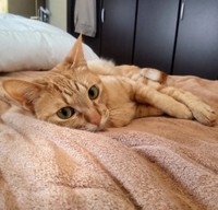 ぬくぬくくつろぐ紅葉ちゃん＝chatoran818さん提供