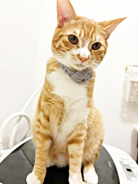 2024年7月保護から11カ月、イケニャンへと成長中のちまくんちまくん（画像提供：ぽめさん）
