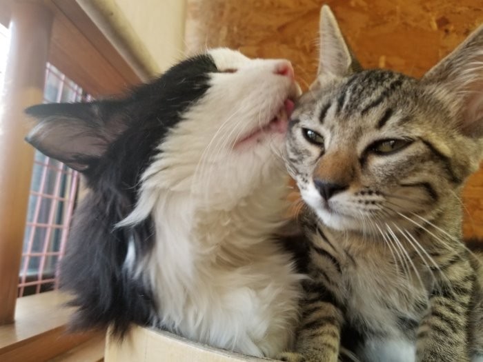 ぎんのすけは優しく穏やか。夕香子さんが保護した子猫を可愛がっています。