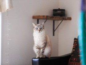 妊娠中に迎えた念願の兄弟猫、間もなく１匹が重い病気に