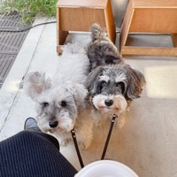 仲良くお散歩するジジトトちゃん（提供：jiji&totoさん）