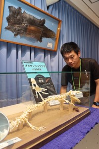 オオサンショウウオの骨格標本を見つめる柏さん。皮も展示している