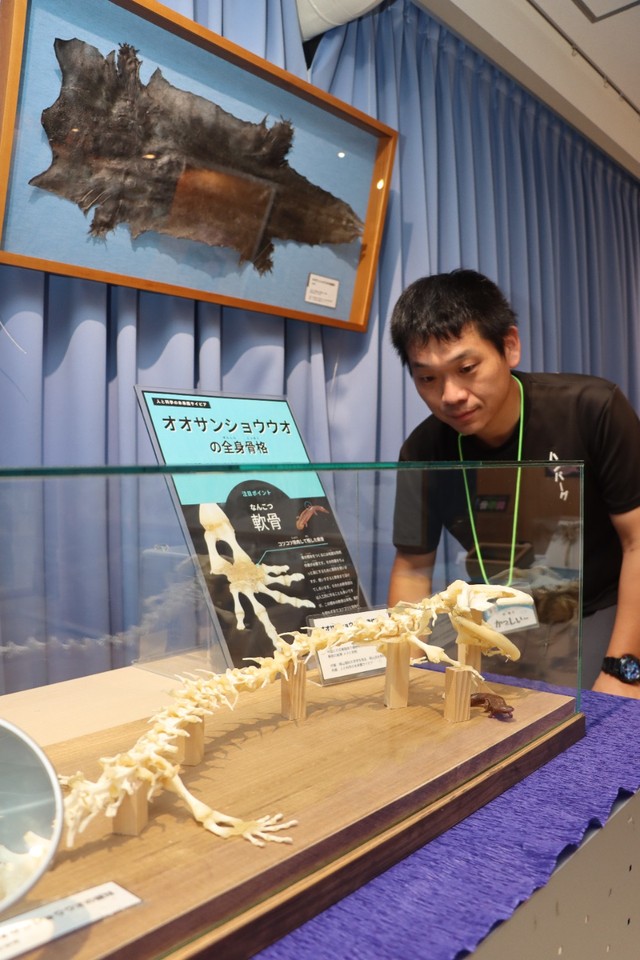 オオサンショウウオの骨格標本を見つめる柏さん。皮も展示している