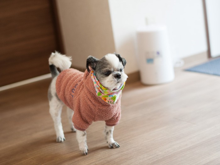「前の飼い主さんの事情で、この病院で暮らすことになったんです」（小林写函撮影）