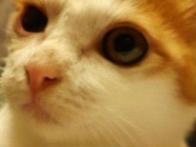 ガキ大将な猫「梵天丸」、家族と合流　さっそく犬をかむ