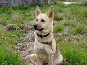 気になる男子に見事ふられたばかり、保護犬「たまお」