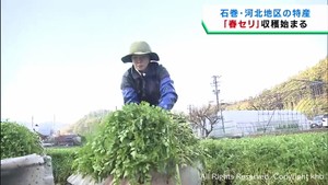 春セリの収穫が始まる　柔らかさと爽やかな香りが特徴　宮城・石巻市河北地区