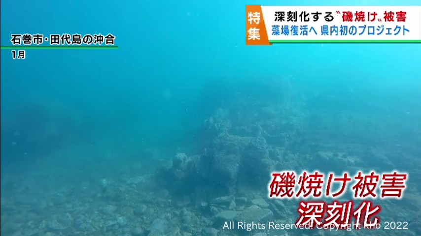 宮城の海で磯焼けが深刻化 コンクリートブロックで藻場復活