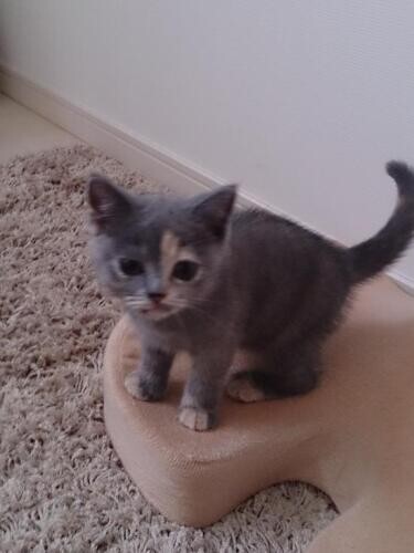 家にきたころの「ガブリエル」