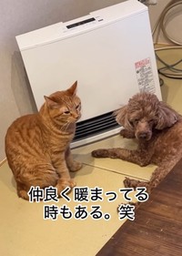 ぶん太郎くん㊨は暖房の前にいました（「小判つる姫あさひ」さん提供、Instagramよりキャプチャ撮影）
