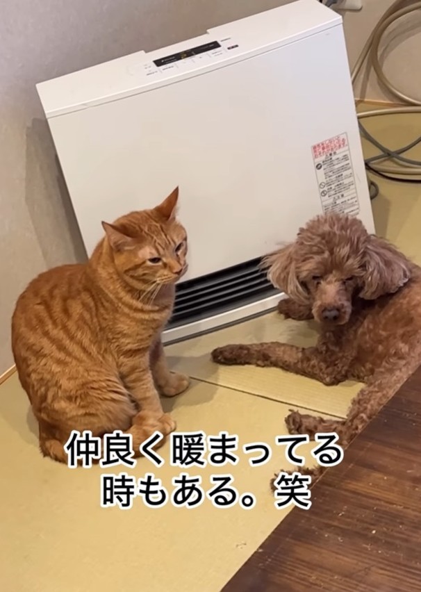 ぶん太郎くん㊨は暖房の前にいました（「小判つる姫あさひ」さん提供、Instagramよりキャプチャ撮影）