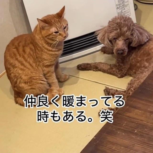 ぶん太郎くん㊨は暖房の前にいました（「小判つる姫あさひ」さん提供、Instagramよりキャプチャ撮影）