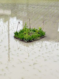 田んぼに浮かぶ囲われた浮島（画像提供：mashMaronさん）