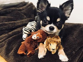 大好きな「弟分」のぬいぐるみを子守り中　チワワの「ハロー」