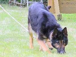 警察犬、行方不明者の捜索も、年６５件出動　神奈川県警