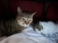 最期は、幼い頃に面倒を見ていた同居猫も寄り添ってくれた