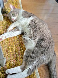 ゴロンと寝そべるソラくん。こちらをチラ見（画像提供：ガウンゼル・チョルサー＝まっちゃこさん）