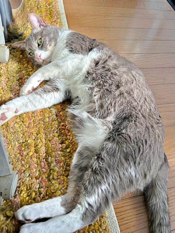 ゴロンと寝そべるソラくん。こちらをチラ見（画像提供：ガウンゼル・チョルサー＝まっちゃこさん）