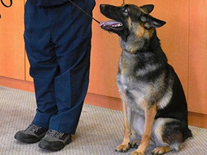 警察犬、手袋のにおい手がかりに、水路に落ちた高齢者を発見