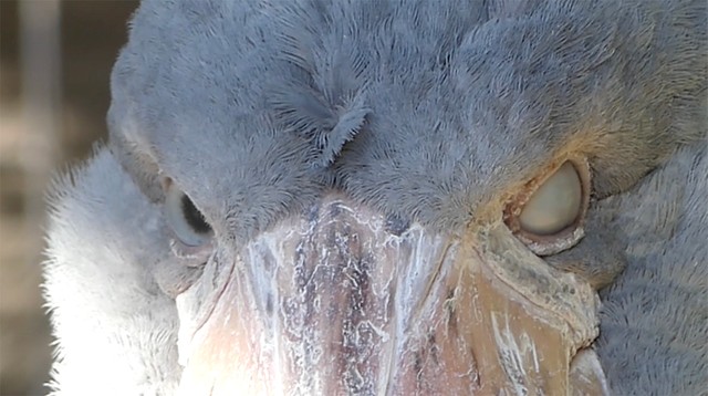 こちらは瞬膜を閉じたところ。瞬膜は目頭から後ろに閉じます（動画よりキャプチャ／提供：（公財）東京動物園協会）