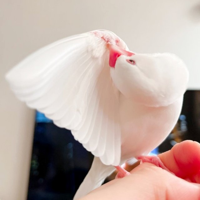 羽づくろいする御米ちゃん（画像提供：白 御米と御萩さん）