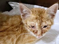 保護直後、猫風邪で目が開かない状態だったおぬくん（画像提供：おぬどんさん）