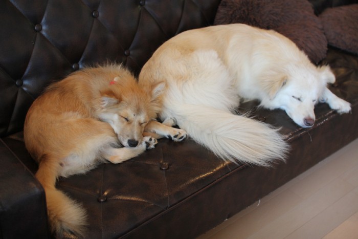 今では福助の方が重い