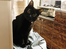 おやつ、まだかニャー？　お兄ちゃん犬より強い黒猫「八千代」
