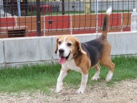 愛犬と遊んで、保護活動に貢献できる　大阪のドッグラン