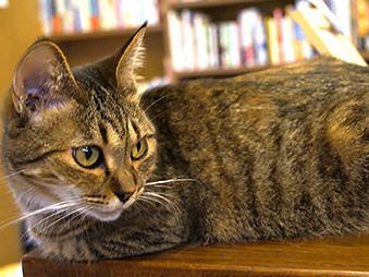 三軒茶屋に猫本の専門書店　猫見てビール飲んでも保護猫支援に！