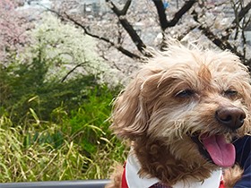 愛犬とお花見　桜とのベストショットをねらって腕がプルプル
