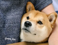 いっぱいわがまま言いたいんだ＝犬さん（@sss_inu）提供