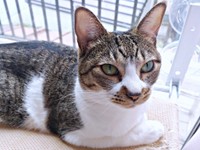 窓辺で日向ぼっこするティダさん（画像提供：むうむうとネコさん）