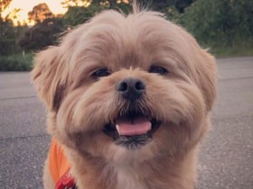 寝起きの寝癖は強め　パパの布団大好きなミックス犬「ふう太郎」