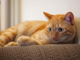 飼い主の体の上にずかずか登る！？　縁あって我が家に来た茶トラの保護猫「姫」