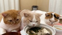 鍋の周りに集まるモフモフ猫がTwitter上で話題に(「猫は液体(みかんとじろうさんち)」さん提供)
