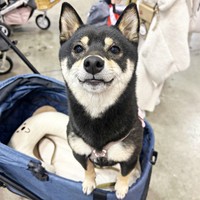 イベントで試供品をもらうと…身を乗り出してチェックするごまちゃん（画像提供：豆柴ごま娘さん）