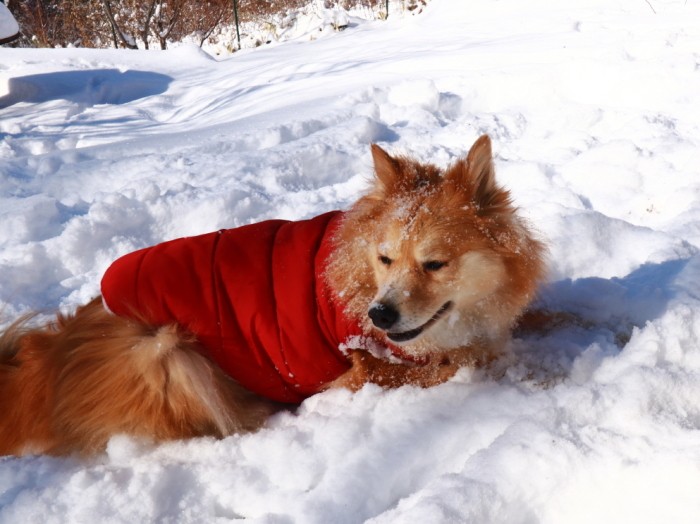 「鼻ズボ」が出来てご満悦のようす