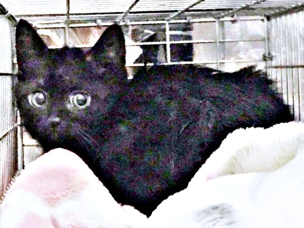 繁華街でひとりぼっちだった子猫…“命のリレー”で結ばれた縁 先住猫に守