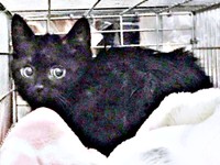 保護当時、生後3カ月ころのおはぎ（画像提供：小野愛寿香さん）