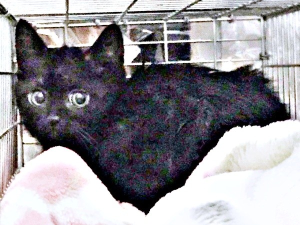 保護当時、生後3カ月ころのおはぎ（画像提供：小野愛寿香さん）