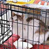 保護成功。ケージに入ったメルくん（画像提供：レオとむぎさん）